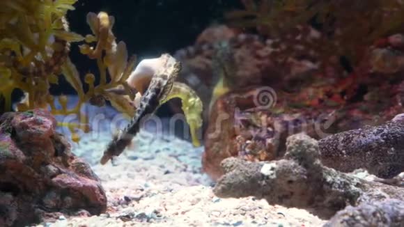水下世界多色鱼类珊瑚礁海马视频的预览图