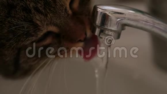 不错的猫从水龙头里喝水慢动作视频的预览图