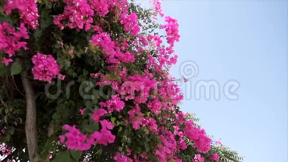 美丽的蜿蜒的藤条粉红色的花映衬着蓝天布干维尔a视频的预览图