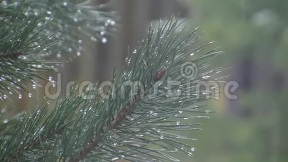 落在红色背景和松枝上的湿雪宁静的天气视频的预览图