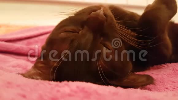 猫棕色舒适地躺在沙发上慢镜头缅甸式放松视频的预览图