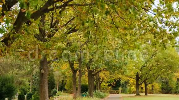 美丽的秋天公园落在德国波恩秋天的树和落叶秋天的风景视频的预览图