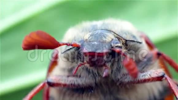甲虫头的特写视频的预览图