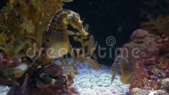 水下世界多色鱼类珊瑚礁海马视频的预览图