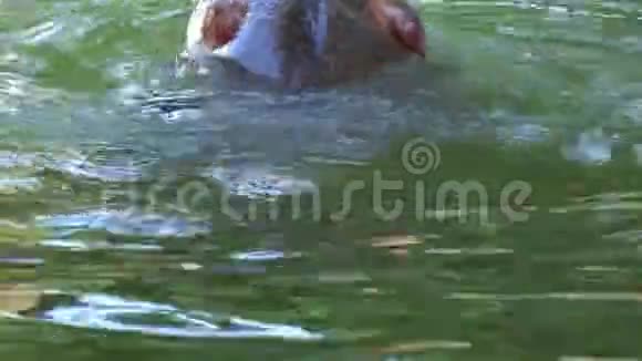 一只有趣的河马在夏天在池塘里游泳慢动作视频的预览图