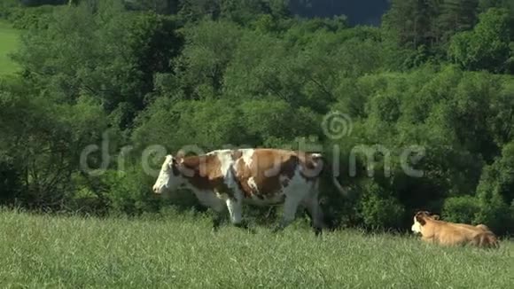 草地上有成群的奶牛奶牛很好教科文组织的生物圈视频的预览图