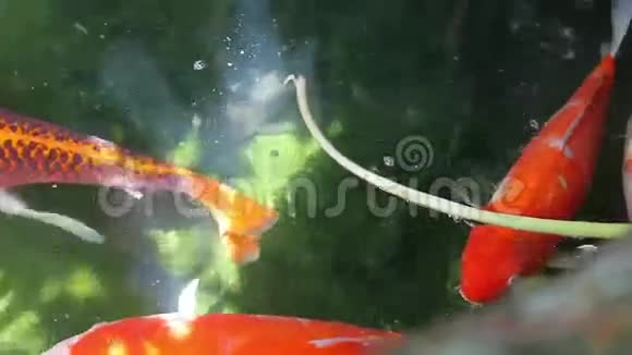 几个彩色鲤鱼视频的预览图