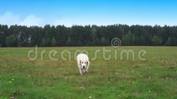 金毛猎犬缓慢地跑过草地视频的预览图