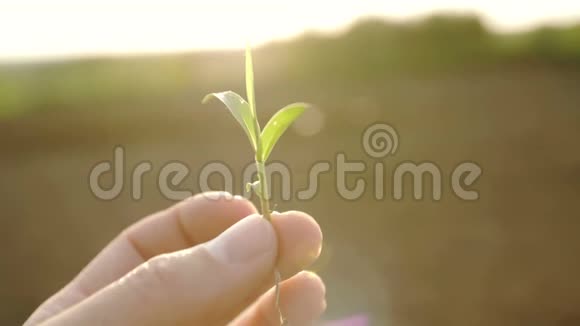 手握着太阳背景上的芽视频的预览图