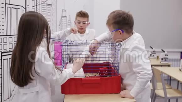 学校的孩子们在生物课上抱兔子视频的预览图