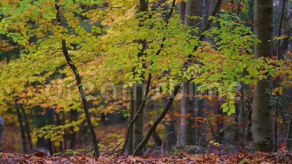 秋天的森林细节视频的预览图