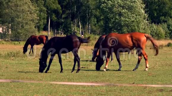马在牧场上放牧视频的预览图