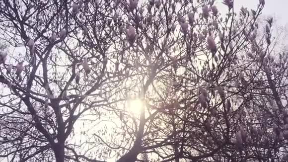 早春日出穿过木兰树花视频的预览图