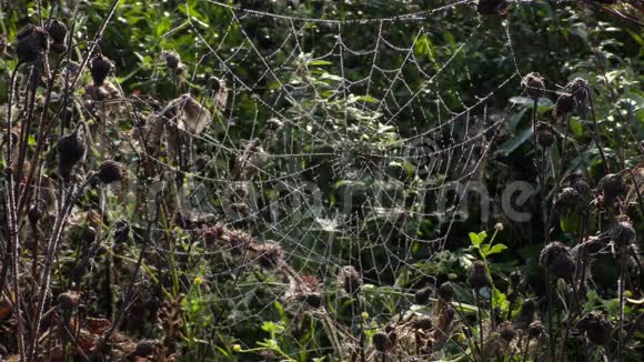 蜘蛛网草地上的蜘蛛网视频的预览图