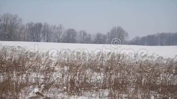 阳光下雪中的干草视频的预览图