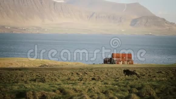 美丽的北方自然景观冰岛野马群在老房子附近的田野里疾驰而过视频的预览图