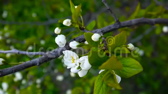 花树樱花枝迎风盛开拍摄静态摄像机的视频镜头视频的预览图