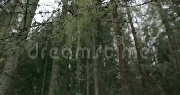 大量云杉树周围有胡须地衣FS7004K视频的预览图
