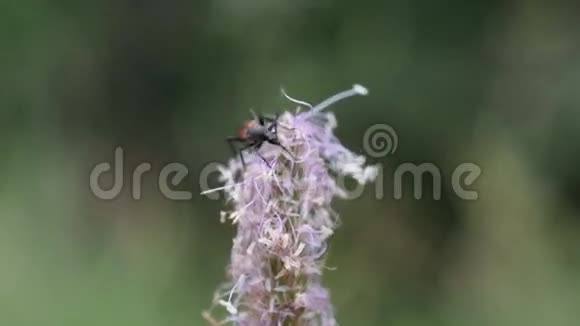 长角棕甲虫从芭蕉花中采集花蜜视频的预览图