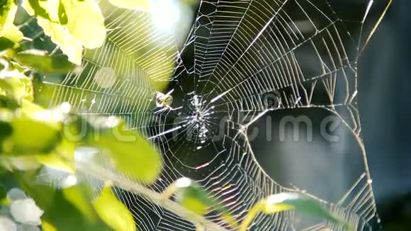 蜘蛛在花园里的树枝间工作视频的预览图