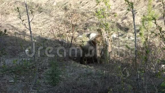 一只灰熊在尤肯地区挖掘肉质根视频的预览图