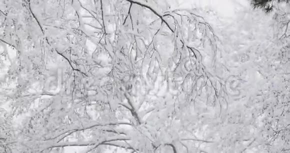 雪日美丽的冬季雪落林视频的预览图