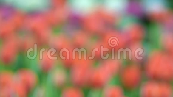 郁金香花在花田中的提取焦点视频的预览图