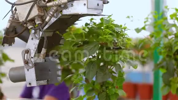 自动修剪叶片销售前自动修剪植物在温室中输送在一条自动线上输送视频的预览图