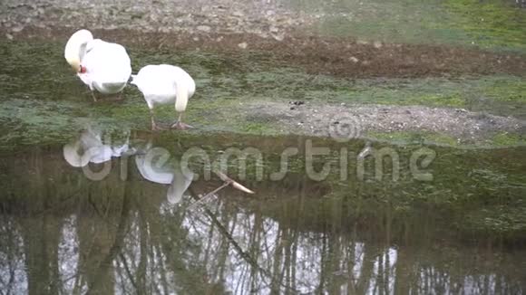 一对在河上有白色羽毛的夫妇水的倒影视频的预览图