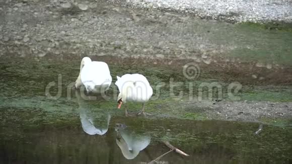 一对在河上有白色羽毛的夫妇水的倒影视频的预览图