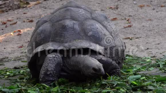 巨型加拉帕戈斯龟吃草视频的预览图