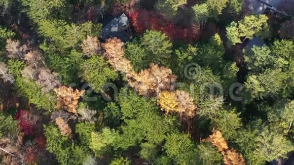 美丽的日本秋季鸟瞰金巴池塘红叶视频的预览图