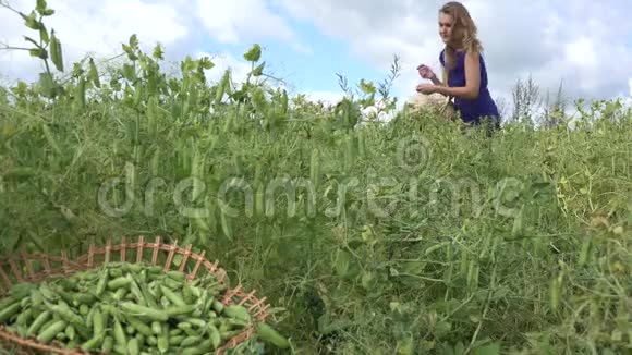 村民妇女女孩采摘成熟的豌豆荚到柳条篮子改变焦点4K视频的预览图