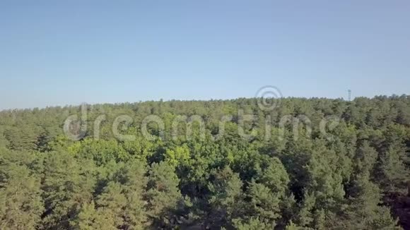 在阳光明媚的夏日俯瞰森林视频的预览图