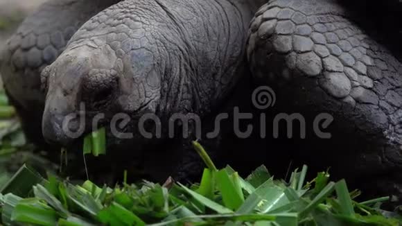 巨型加拉帕戈斯龟吃草视频的预览图