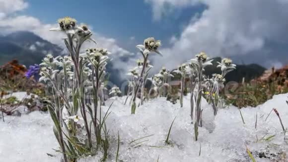 雪绒花山花云时间流逝全景4k视频的预览图