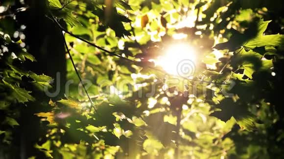 森林里有叶子的绿色树枝太阳照耀着视频的预览图