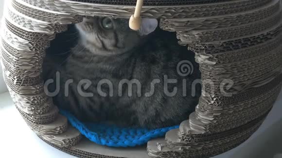 灰猫躺在宠物屋里玩着咬着木棍视频的预览图