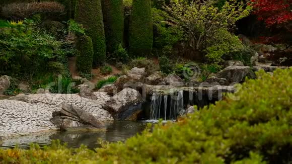 日本花园中有小瀑布的池塘有红秋叶的日本枫树以背景为重点视频的预览图
