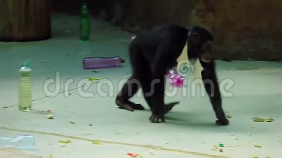 一只在动物园捡垃圾的普通黑猩猩视频的预览图