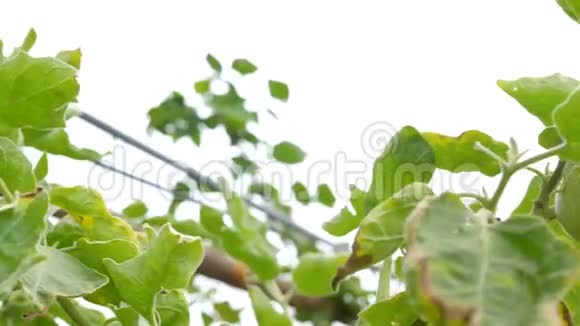 天然农场新鲜蔬菜中多莉滑块生茄子球对植物有良好的保健作用视频的预览图