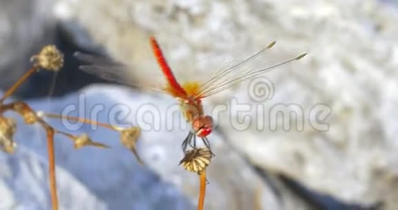 干植物上的红色蜻蜓视频的预览图