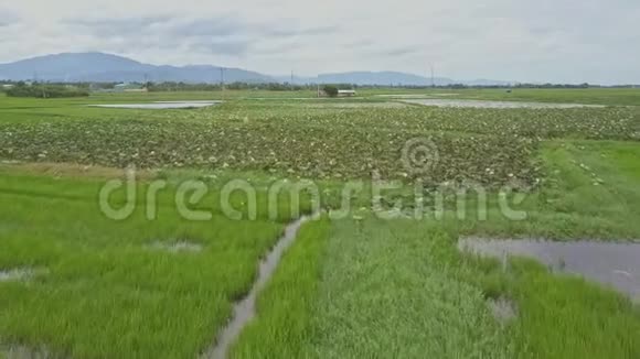 雄蜂飞过稻田荷花种植园视频的预览图