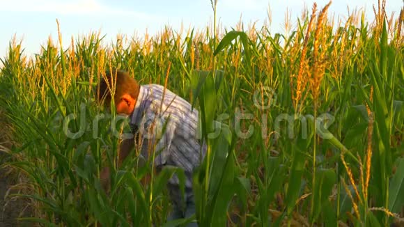 农夫在田里检查玉米棒视频的预览图