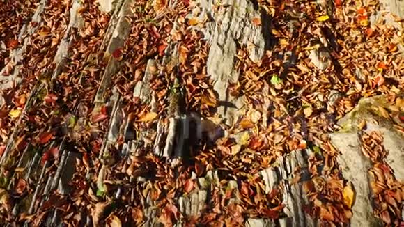 秋天森林里落叶的岩石上的镜头移动视频的预览图