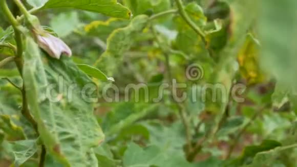 天然农场新鲜蔬菜中多莉滑块生茄子球对植物有良好的保健作用视频的预览图