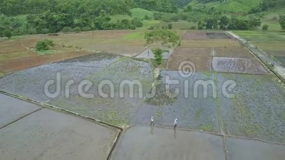 无人观男子行走在稻田与热带自然之间视频的预览图