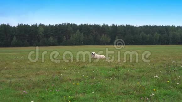 金毛猎犬缓慢地跑过草地视频的预览图