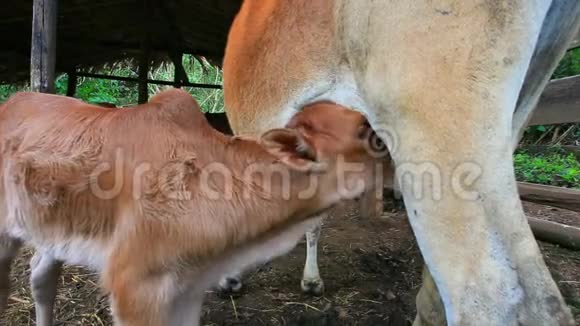 泰国农村农场的小奶牛从妈妈那里喝牛奶视频的预览图