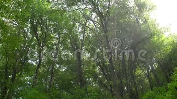热带山林中的夏雨伴有阳光视频的预览图